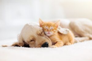 Read more about the article Pet Services and Supplies Come to You