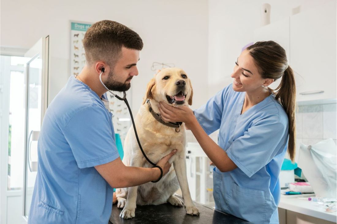 two vet techs with yellow lab