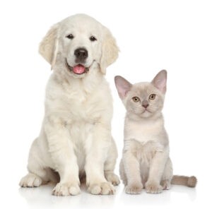 Cat and dog together on white background.
