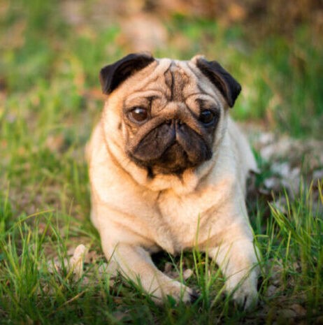 Beige Dog pet pug in the grass