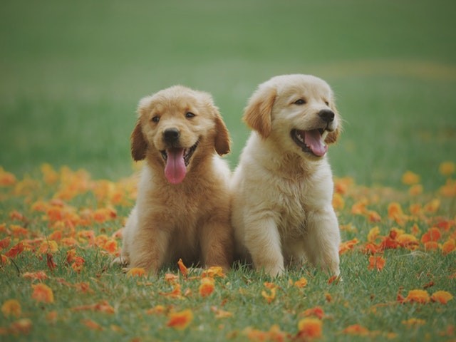 two yellow golden retriever puppies